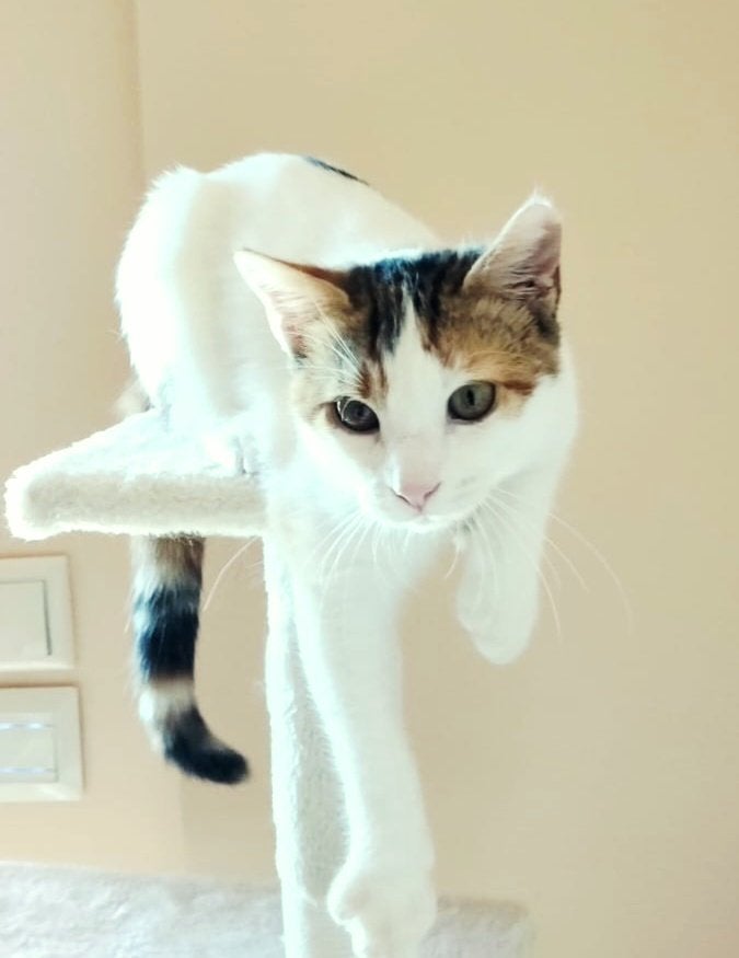 Lief zachtaardig kitten(v) 2x ingeent/ontwormd/chip/4,5mnd, Poes, Kortharig, 0 tot 2 jaar