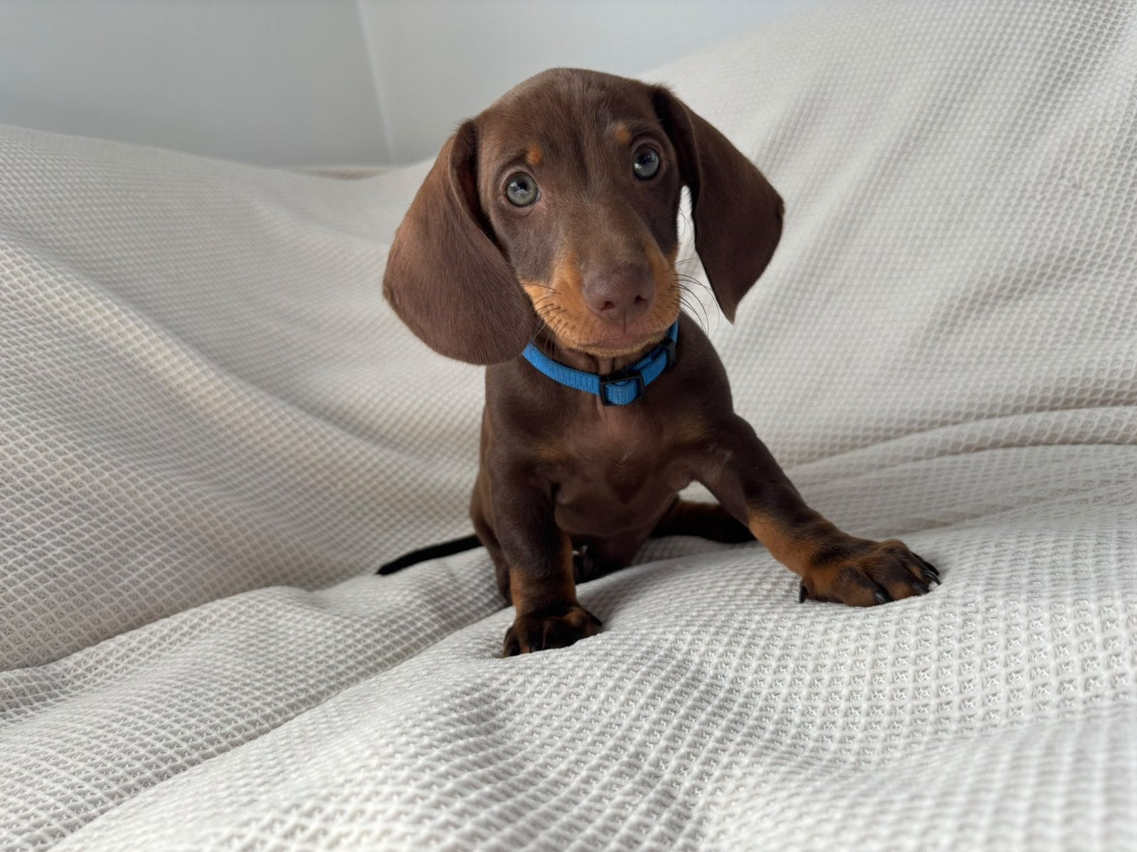 teckels, Dieren en Toebehoren, Honden | Teckels en Dashonden, Particulier, Reu, 8 tot 15 weken, Dwerg