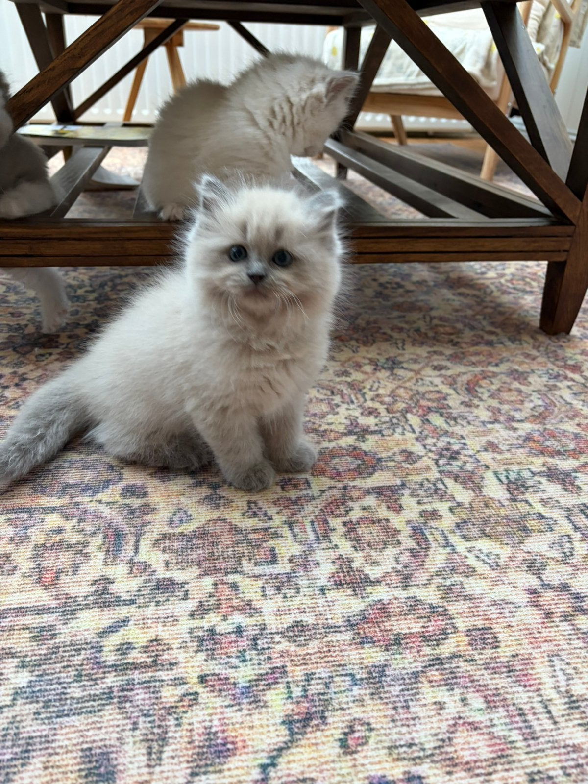Raszuivere Ragdoll kittens uit getestte ouders, Poes, Gechipt, 0 tot 2 jaar