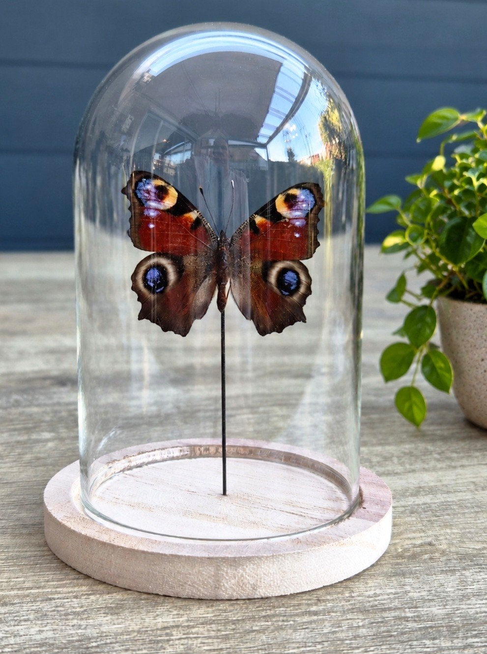 dagpauwoog,  opgezette vlinder,  stolp, Ophalen of Verzenden, Nieuw, Insect, Opgezet dier