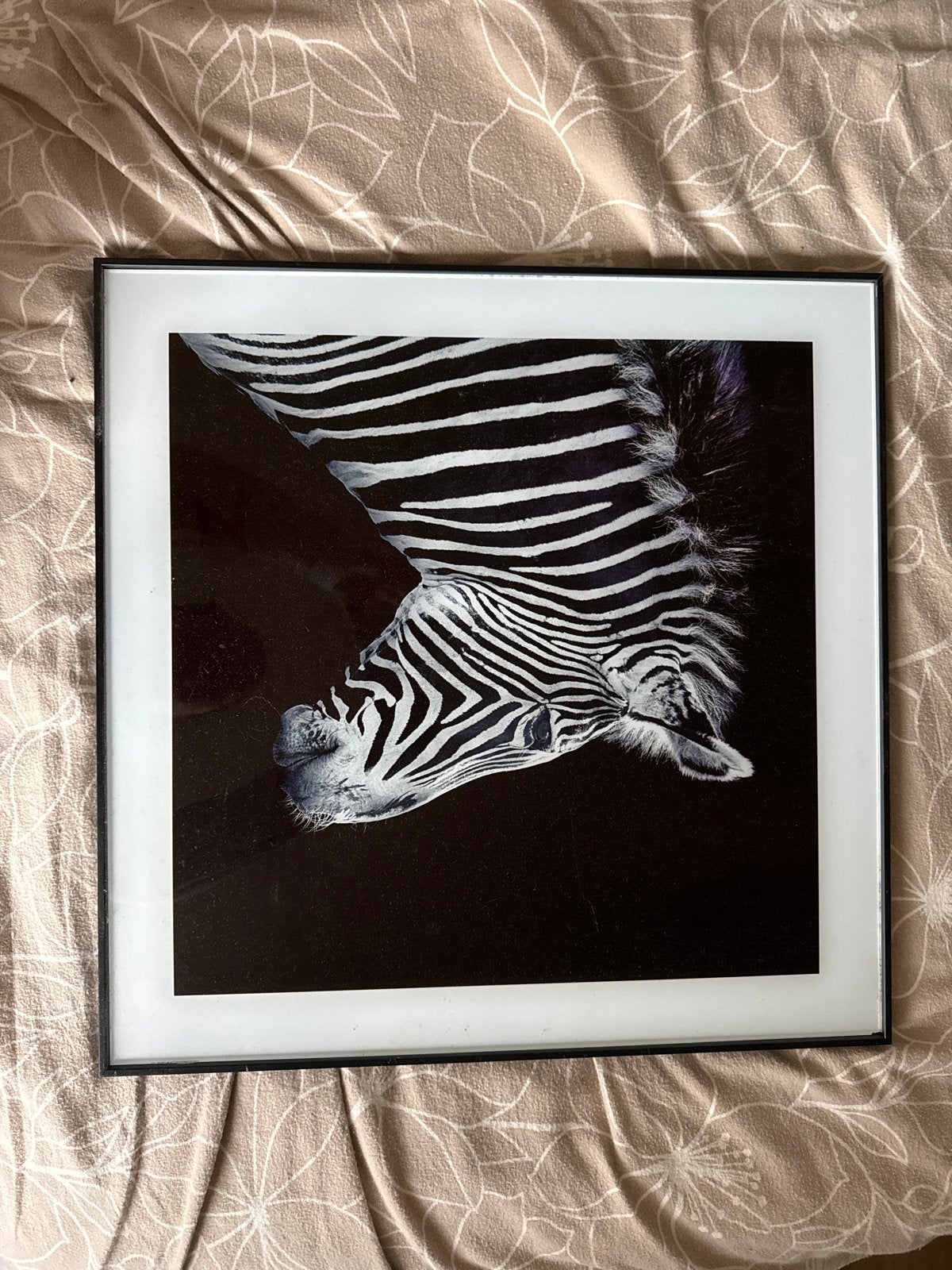 Poster met lijst - Zebra en Leeuw, Huis en Inrichting, 50 – 75, Gebruikt, Ophalen of Verzenden, Foto of Poster