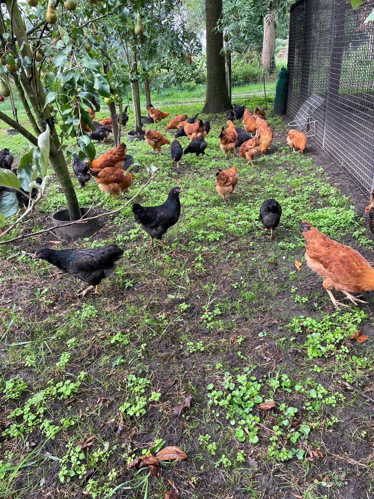 Leghennen newhampshire barnevelder, Dieren en Toebehoren, Meerdere dieren, Kip