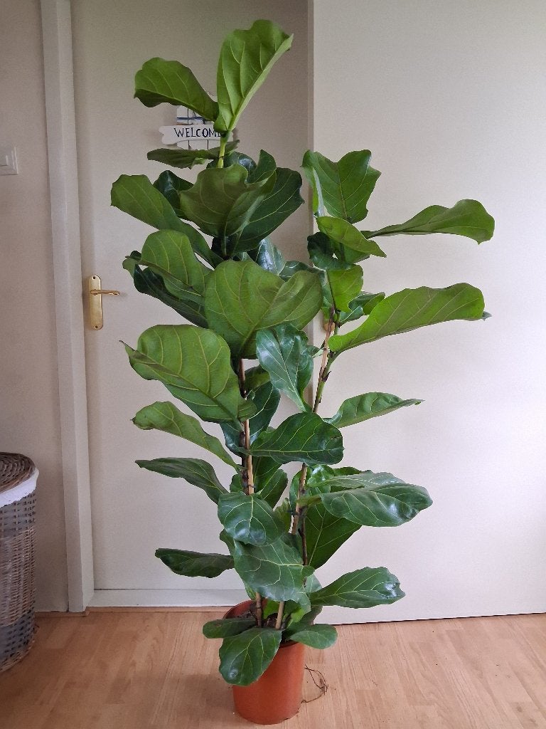 XXL Ficus Lyrata - Vioolbladplant / Tabaksplant H: 160 cm., Huis en Inrichting, Kamerplanten, Ophalen, Ficus, Halfschaduw, 150 tot 200 cm