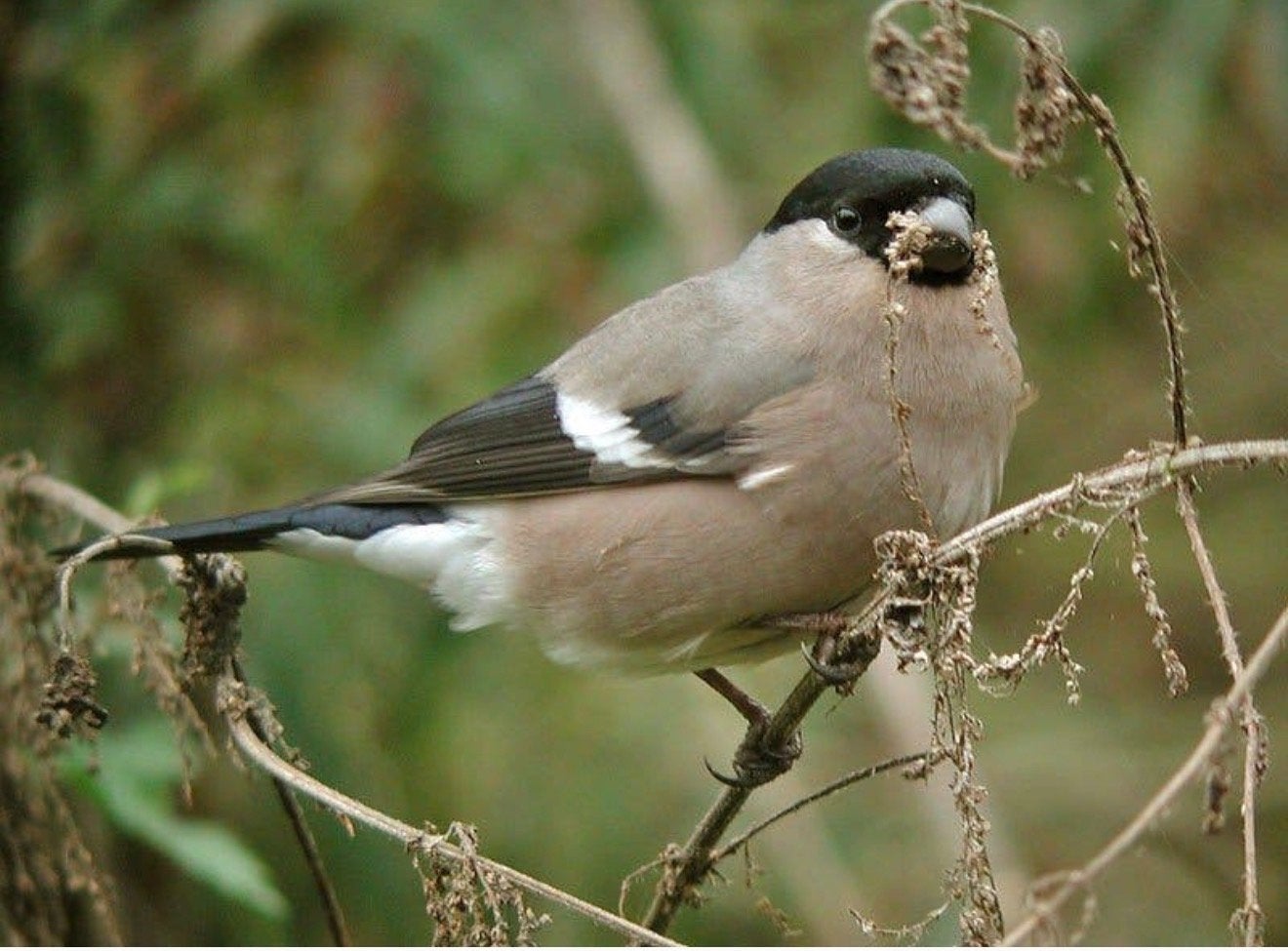 Gozoch een goudvink pop, Dieren en Toebehoren, Vogels | Overige Vogels, Vrouwelijk, Wildzangvogel, Geringd