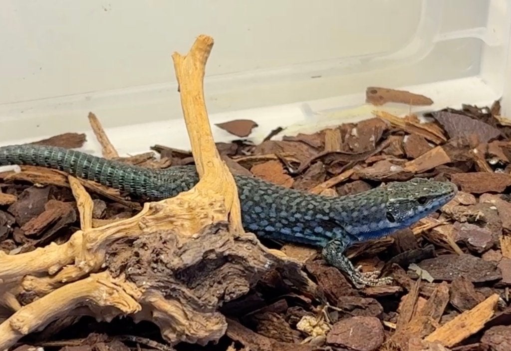 Podarcis siculus paulae, Dieren en Toebehoren, Reptielen en Amfibieën, Hagedis, 0 tot 2 jaar