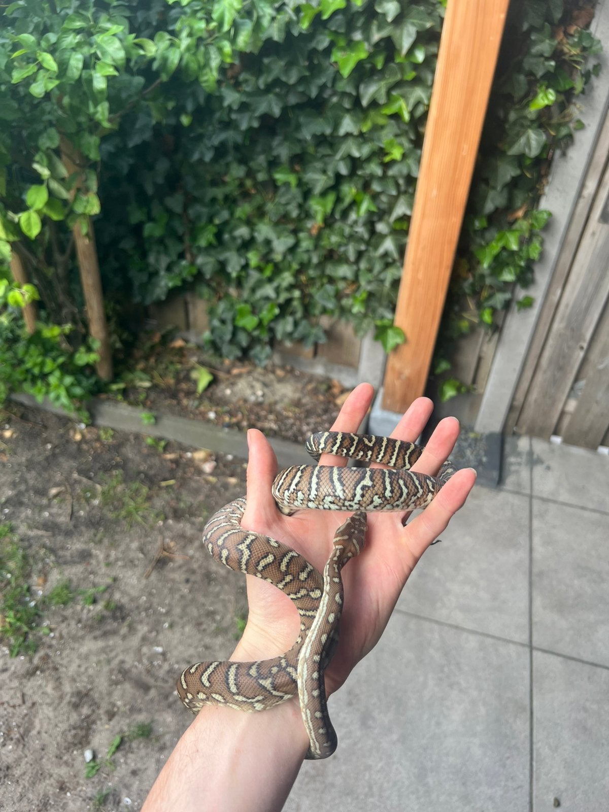 Morelia bredli 0.1, Dieren en Toebehoren, Reptielen en Amfibieën, Slang, 0 tot 2 jaar