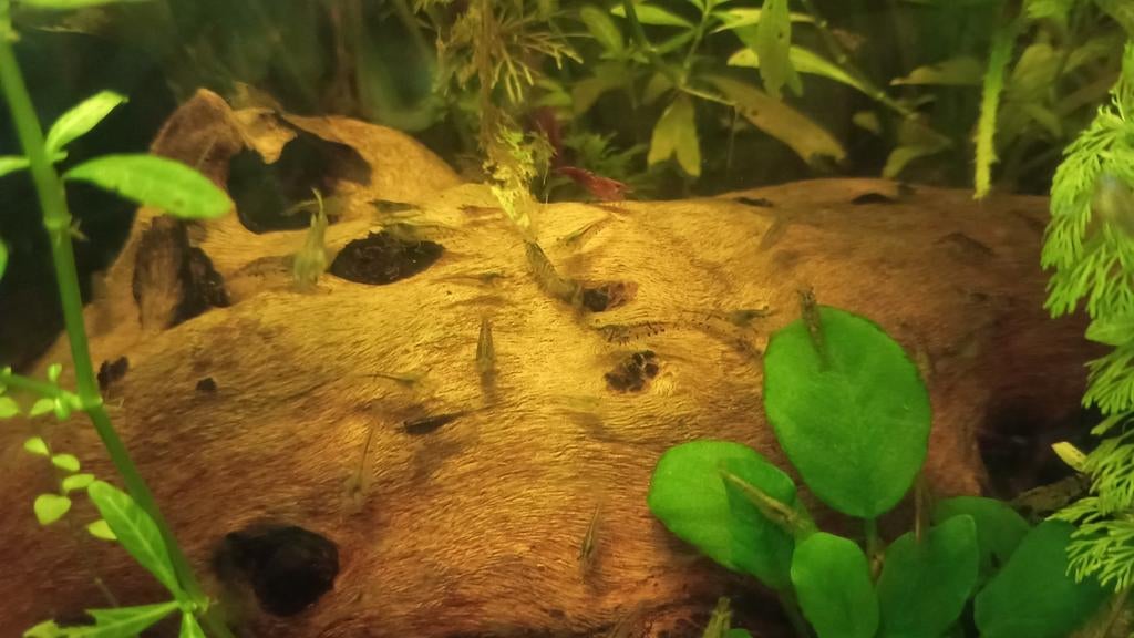 Neocaridina garnalen doorzichtig, Kreeft, Krab of Garnaal