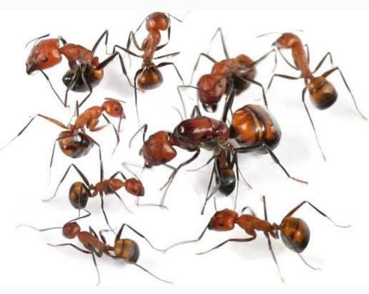 Camponotus Nicobarensis 5-10W, Dieren en Toebehoren, Mieren