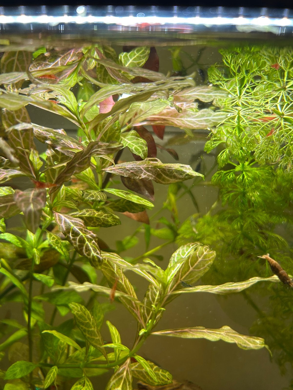 GRATIS garnalen mix 0,5-2cm 10 stuks, Kreeft, Krab of Garnaal
