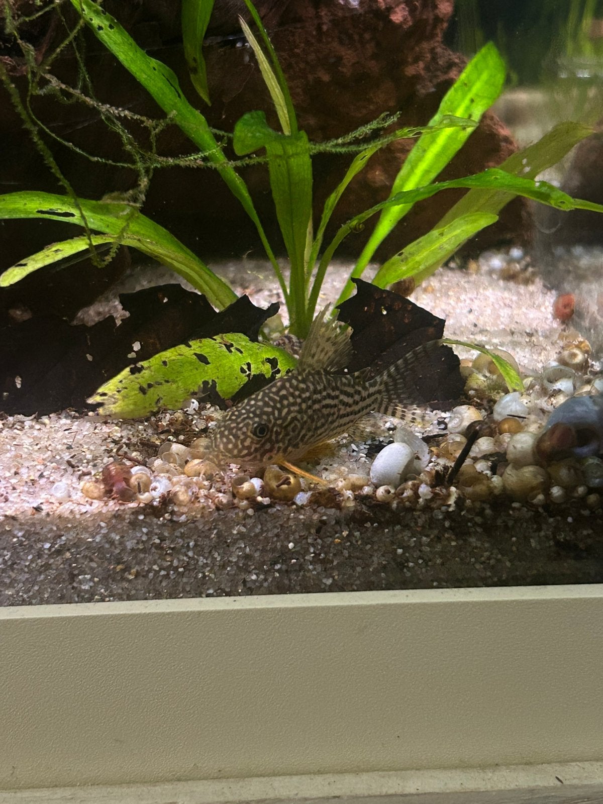 12 Corydoras Sterbais Groep, Dieren en Toebehoren, Vissen | Aquariumvissen, Vis