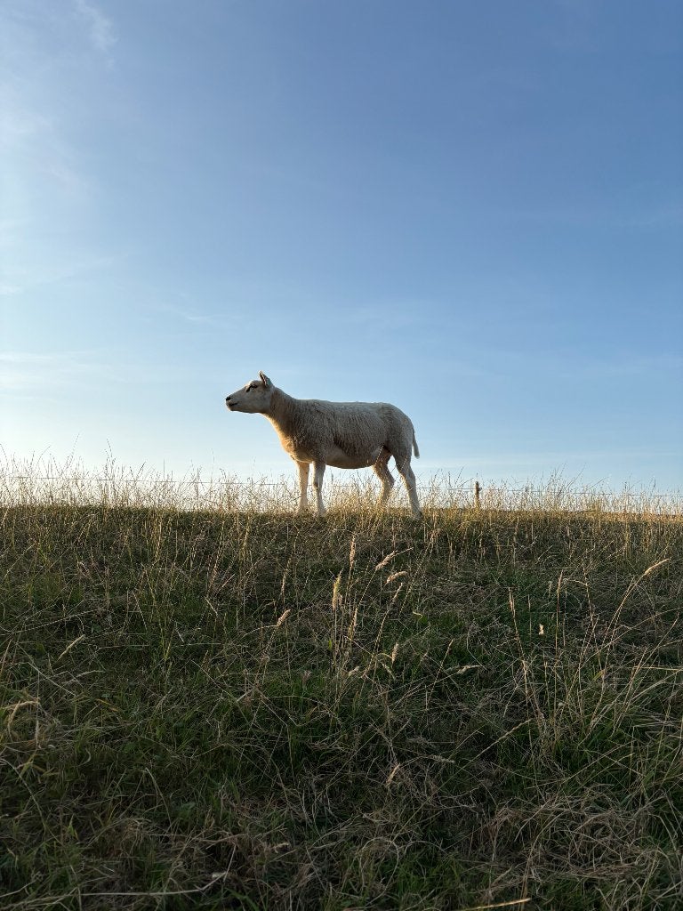 Gezocht: plek/weiland voor 4  handtamme schapen, Vrouwelijk, Schaap