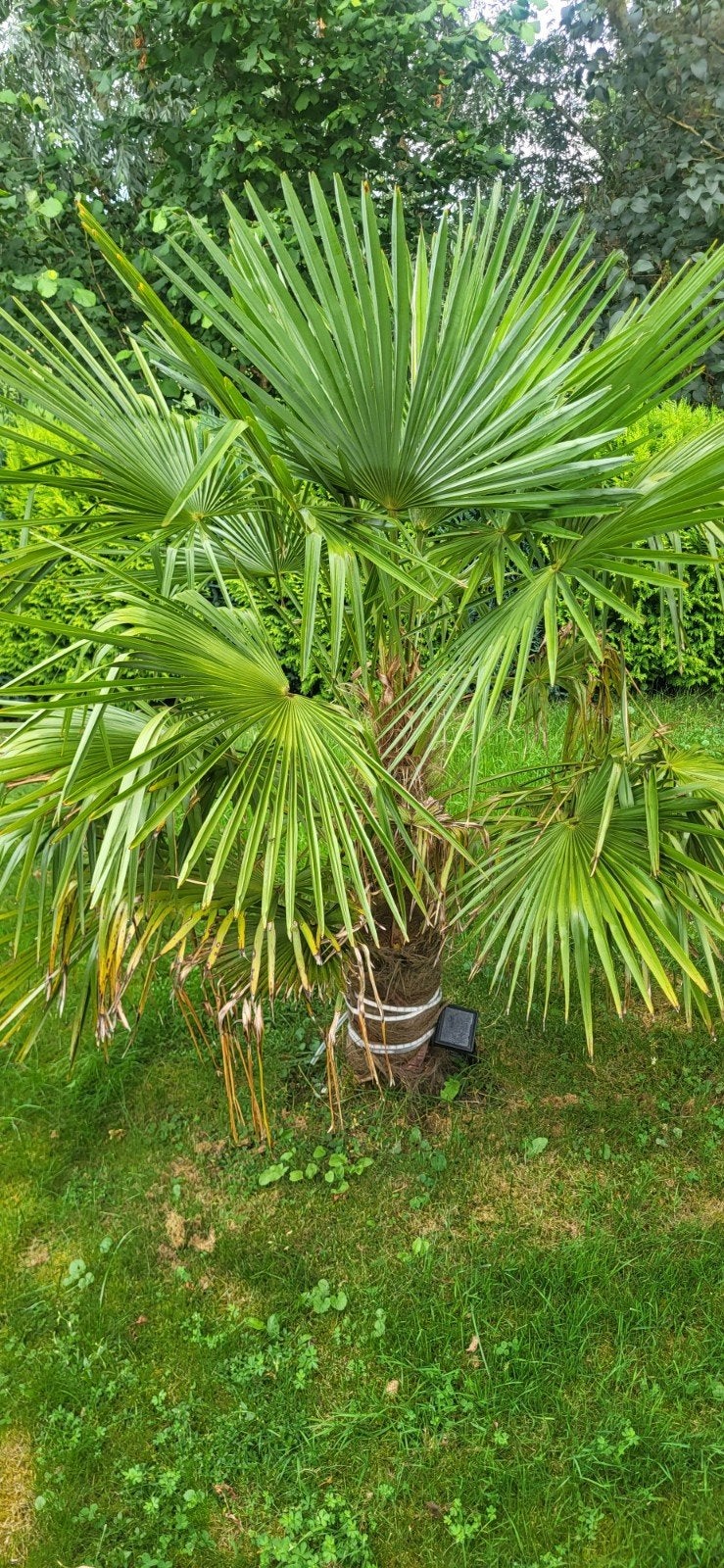 Mooie Palm wintervast, Ophalen, Gehele jaar, Volle zon