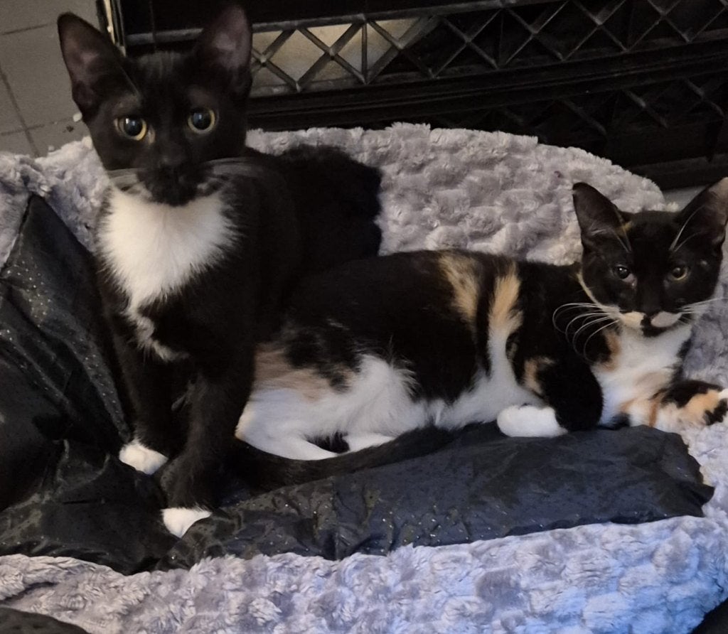 Lieve sociale kittens van 4 maandjes, Dieren en Toebehoren, Meerdere dieren, Kortharig, 0 tot 2 jaar
