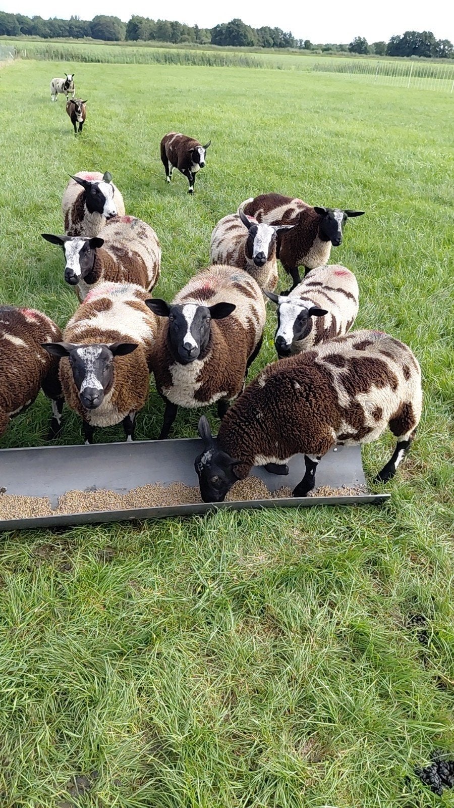 te koop mooie bonte rammen, Mannelijk, Schaap