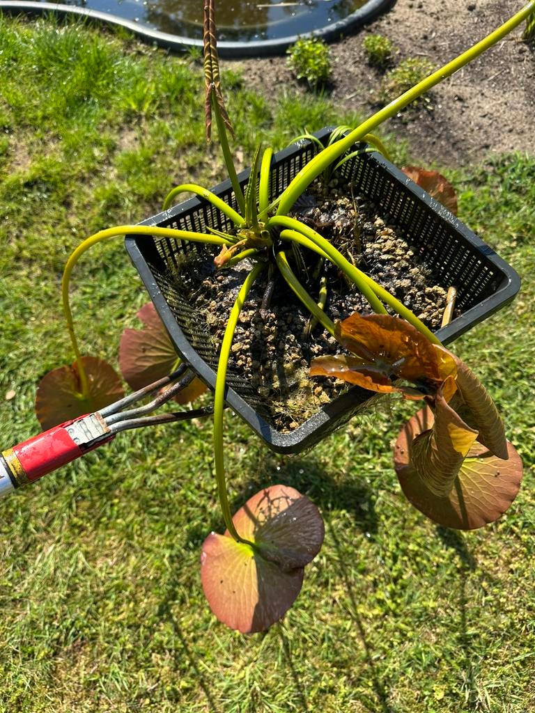 Waterlelie Nymphaea Mad Wilfron Gonnère rose, Ophalen, Nieuw