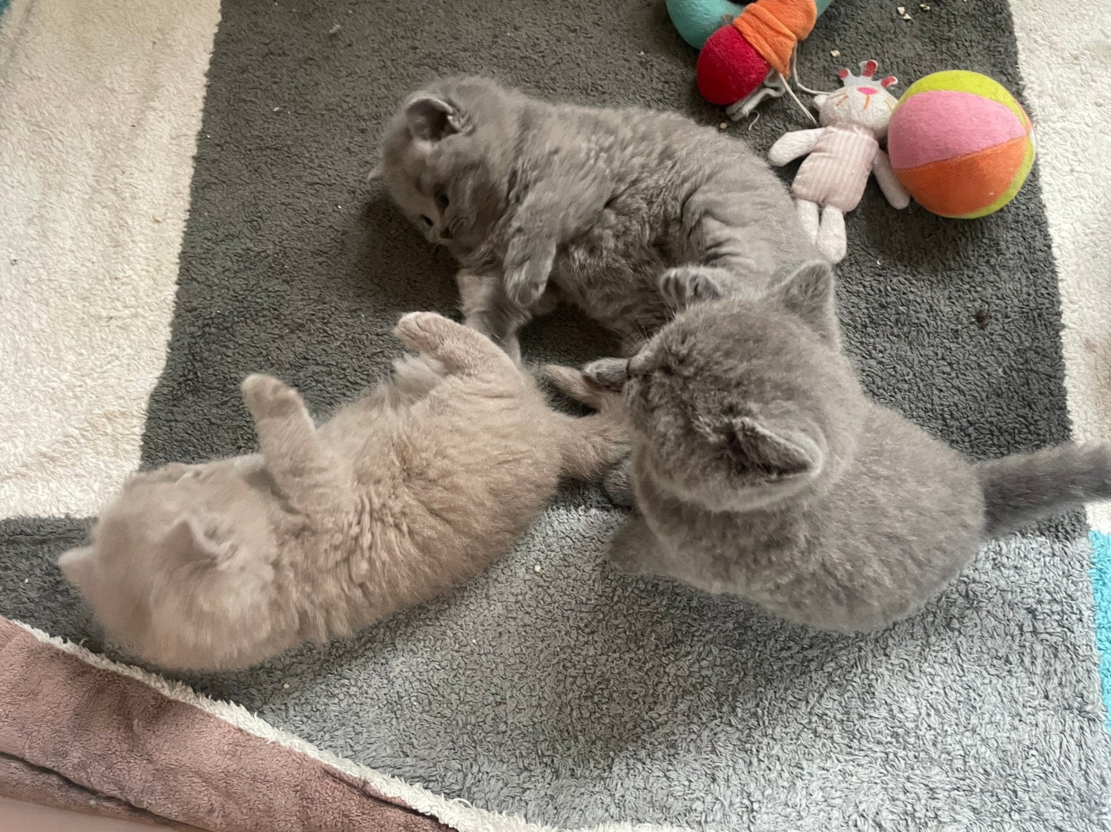 Britse korthaar kittens, Meerdere dieren, Ontwormd, 0 tot 2 jaar
