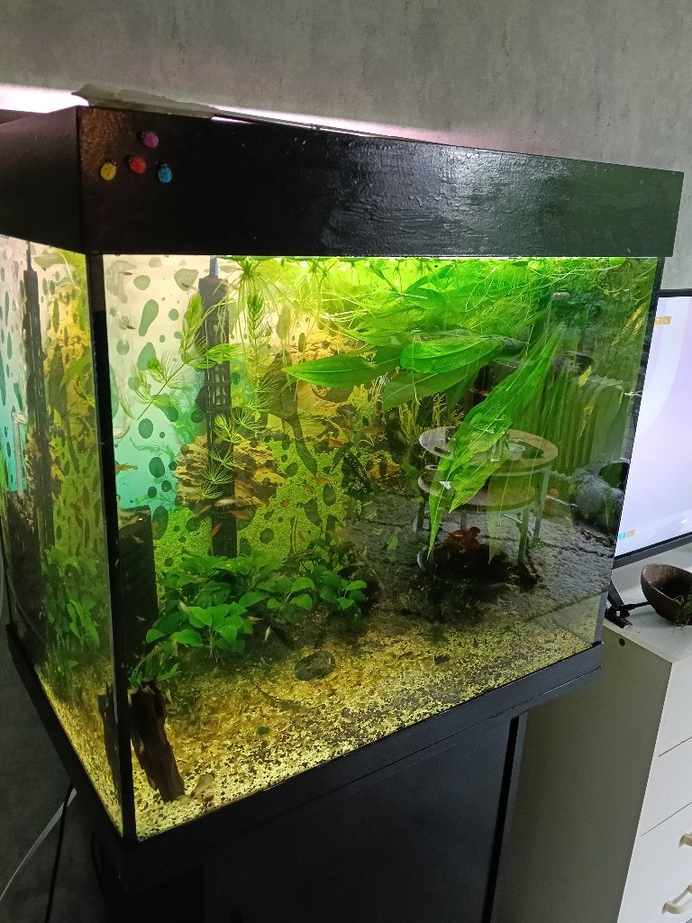 Aquarium 130L Lido met meubel en toebehoren, Ophalen, Gebruikt, Gevuld zoetwateraquarium, Inclusief deksel