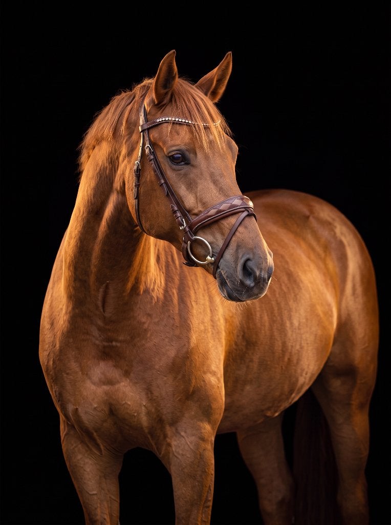 **Te koop: Princess Grace | 6-jarige KWPN dressuurmerrie**, Merrie, Met stamboom, Dressuurpaard, Zadelmak