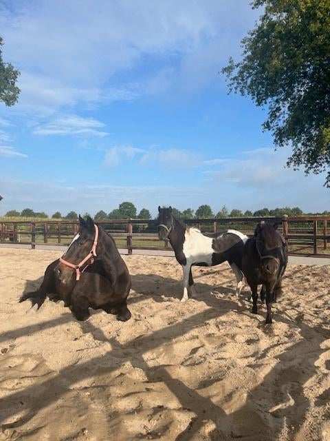 stalling aan huis, Dieren en Toebehoren, Weidegang, 1 paard of pony