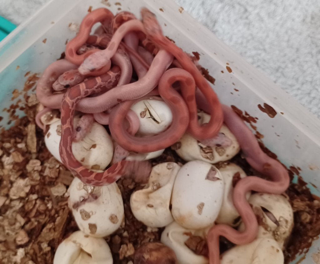 Diverse rattenslangen, Dieren en Toebehoren, Slang, 0 tot 2 jaar