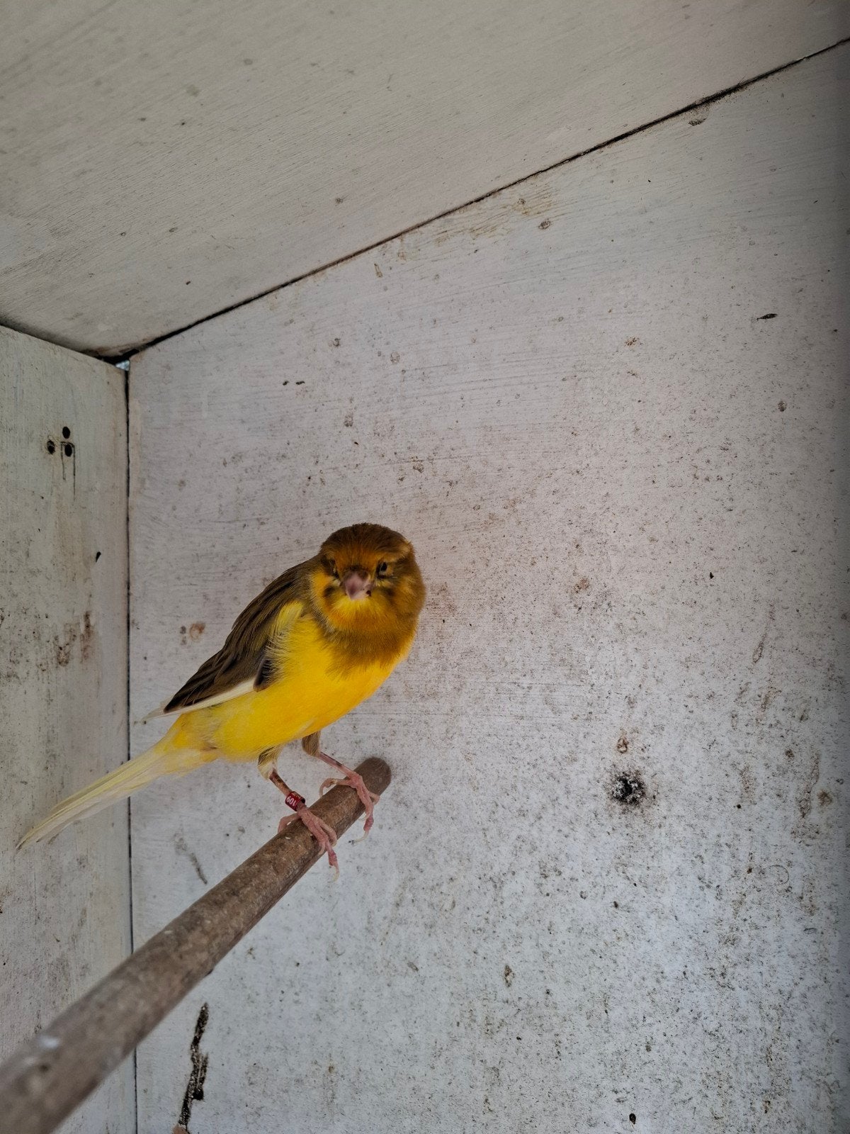 Yorkshire man., Dieren en Toebehoren, Vogels | Kanaries, Mannelijk, Postuurkanarie