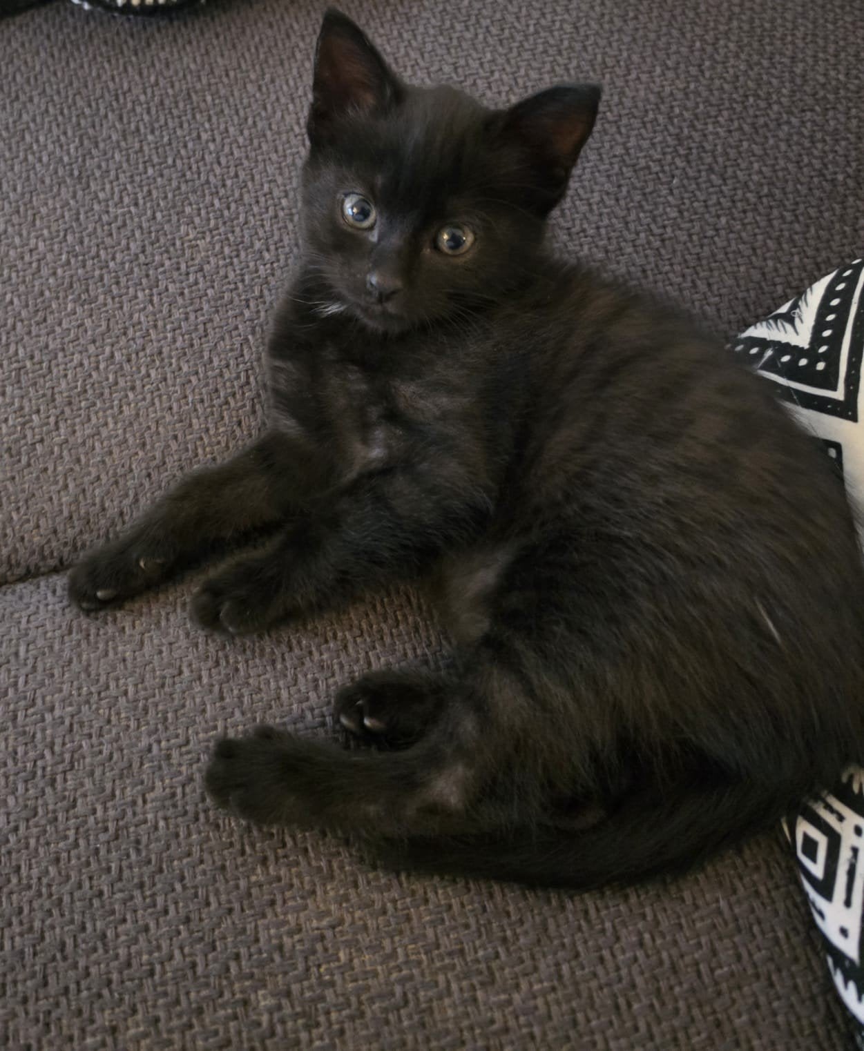 super lieve aanhankelijke kittens, Meerdere dieren