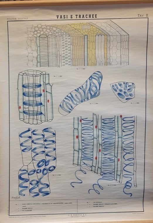Oude schoolkaarten Biologie transport in planten, Antiek en Kunst, Antiek | Schoolplaten, Ophalen, Natuur en Biologie
