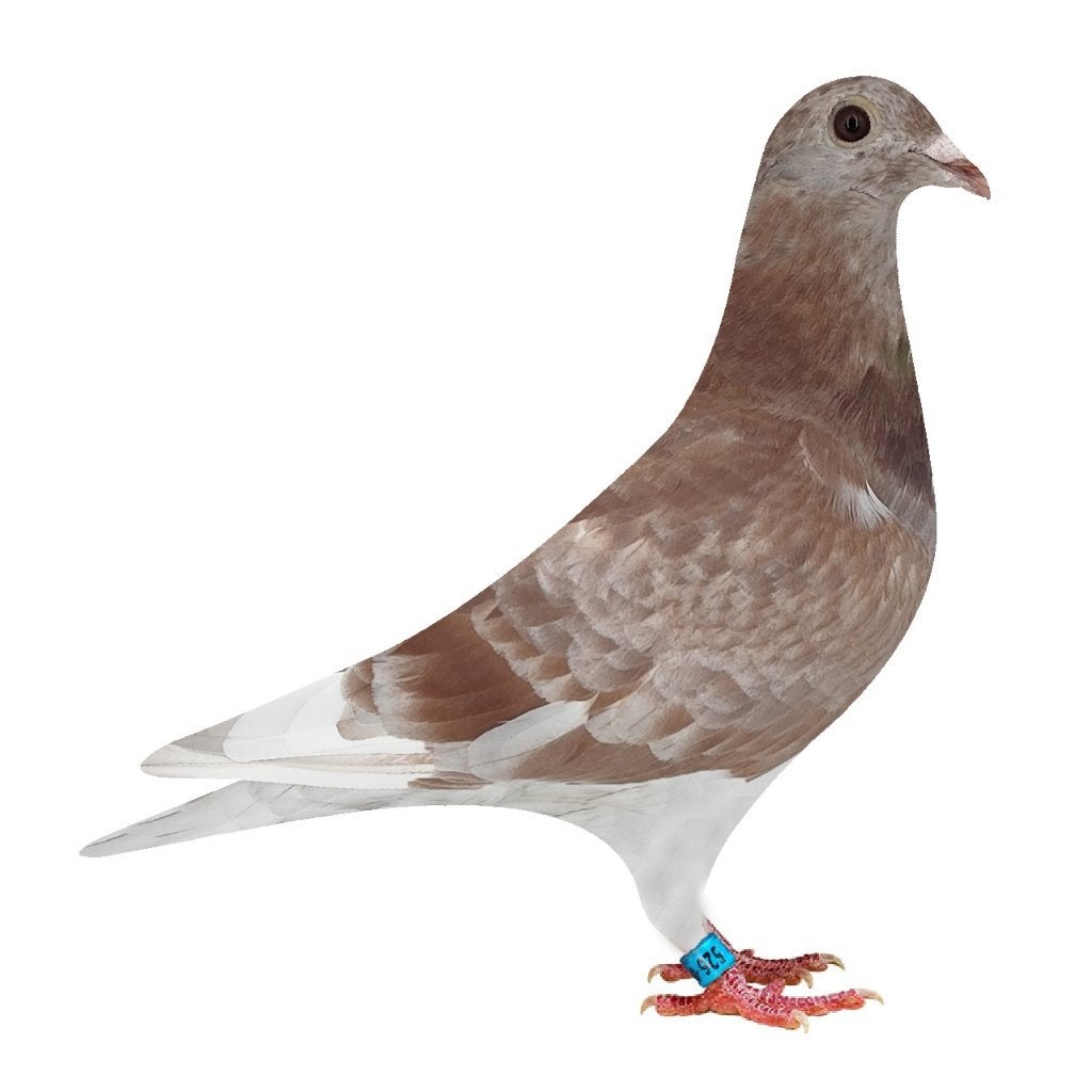 Jonge duiven Rechtstreekse Jan Hooymans xAdri van der Linden, Meerdere dieren, Postduif