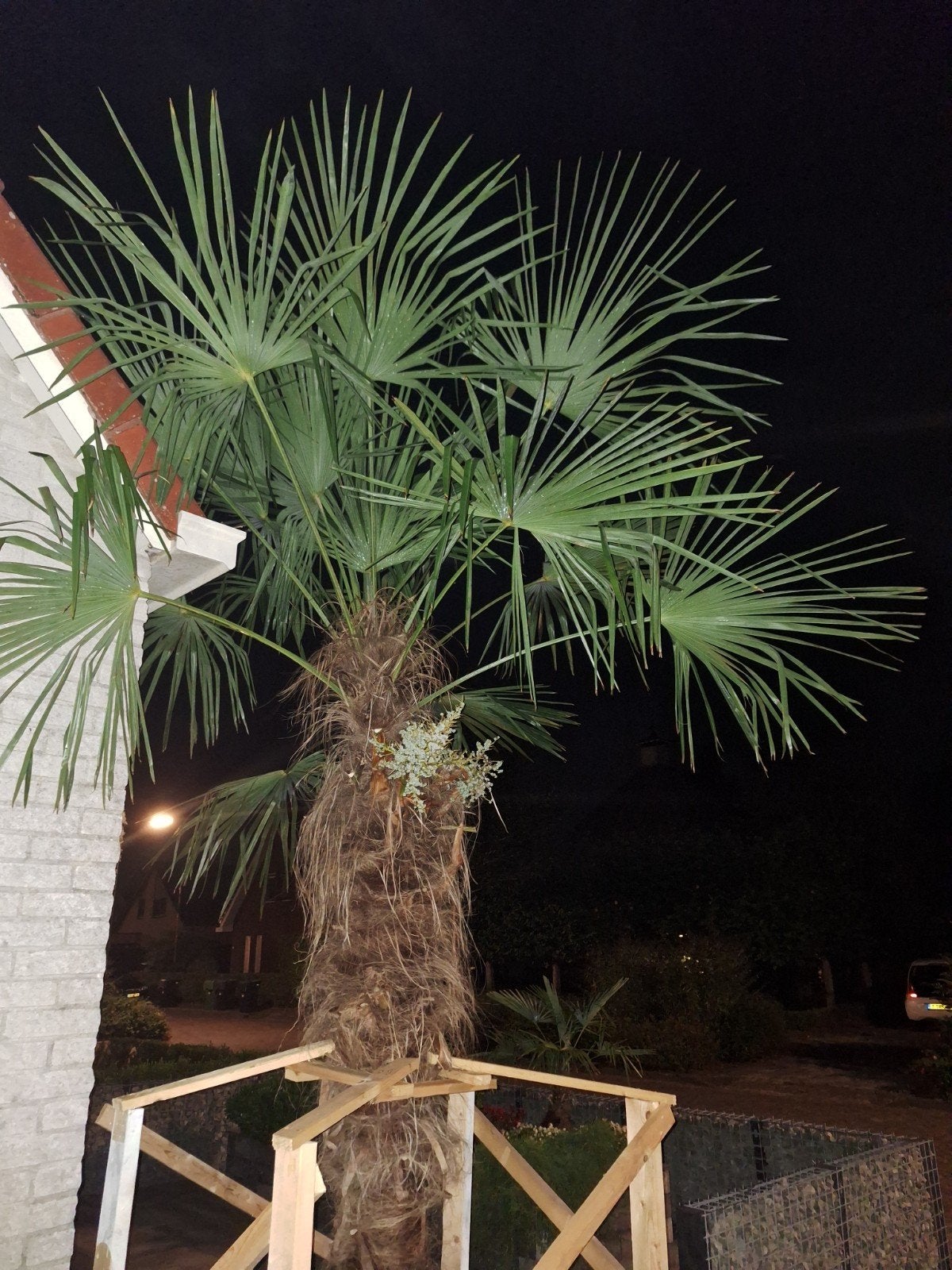 Grote Palmboom in fruit kist - Ideaal voor Tuin of Terras, Volle zon, Vaste plant, Lente, Ophalen