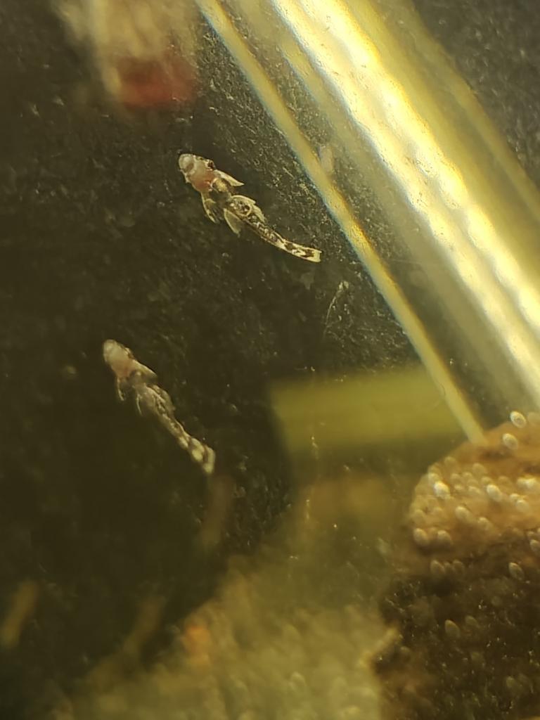 Algeneter gratis, Dieren en Toebehoren, Vissen | Aquariumvissen, Vis