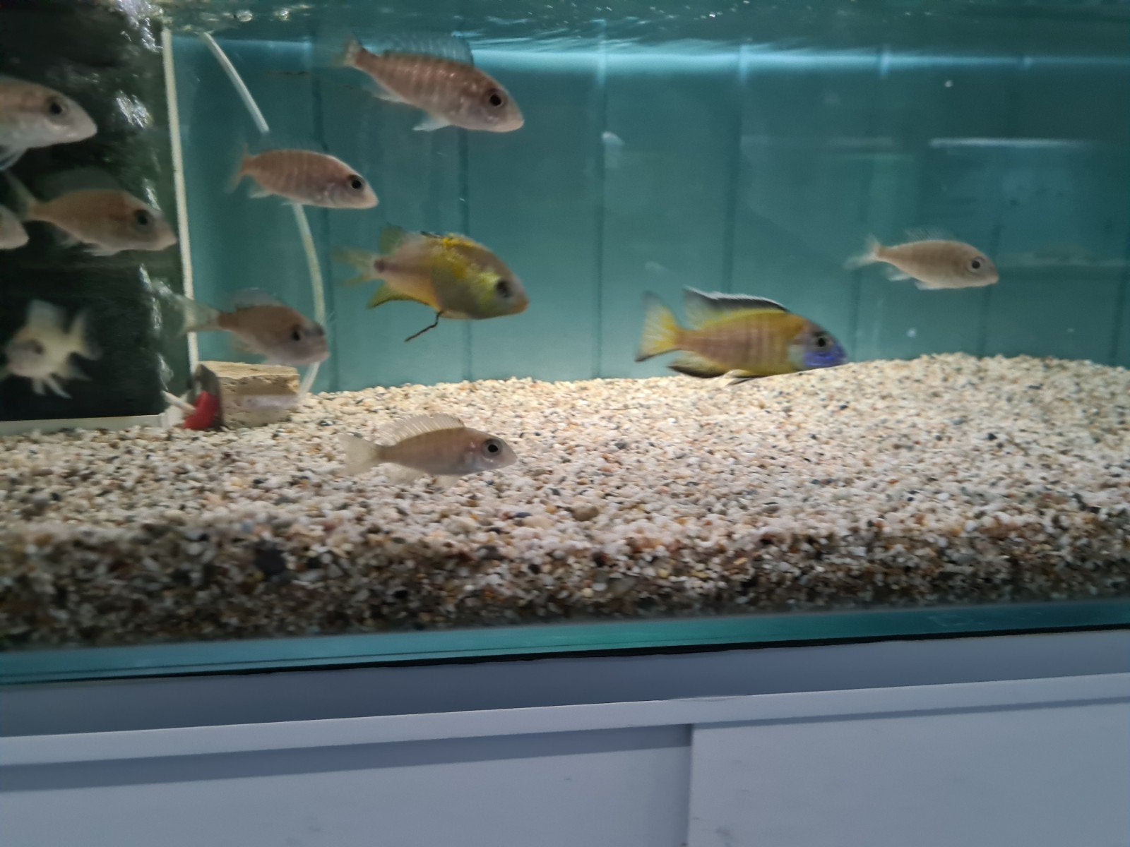 Aulonocara Usisya Malawi Cichliden, Vis, Zoetwatervis