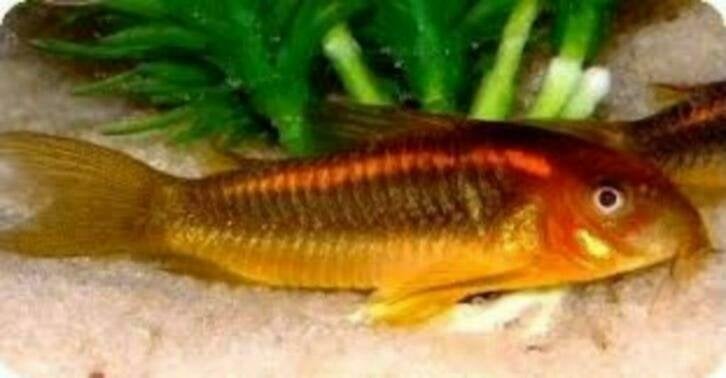 corydoras past in ieder gezeldschap aquarium, Dieren en Toebehoren, Vissen | Aquariumvissen, Vis