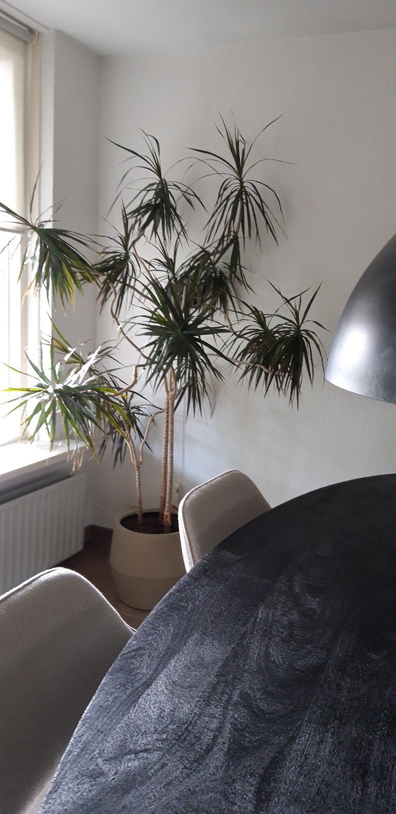 prachtige Dracena.prac, Ophalen of Verzenden, Halfschaduw, Minder dan 100 cm