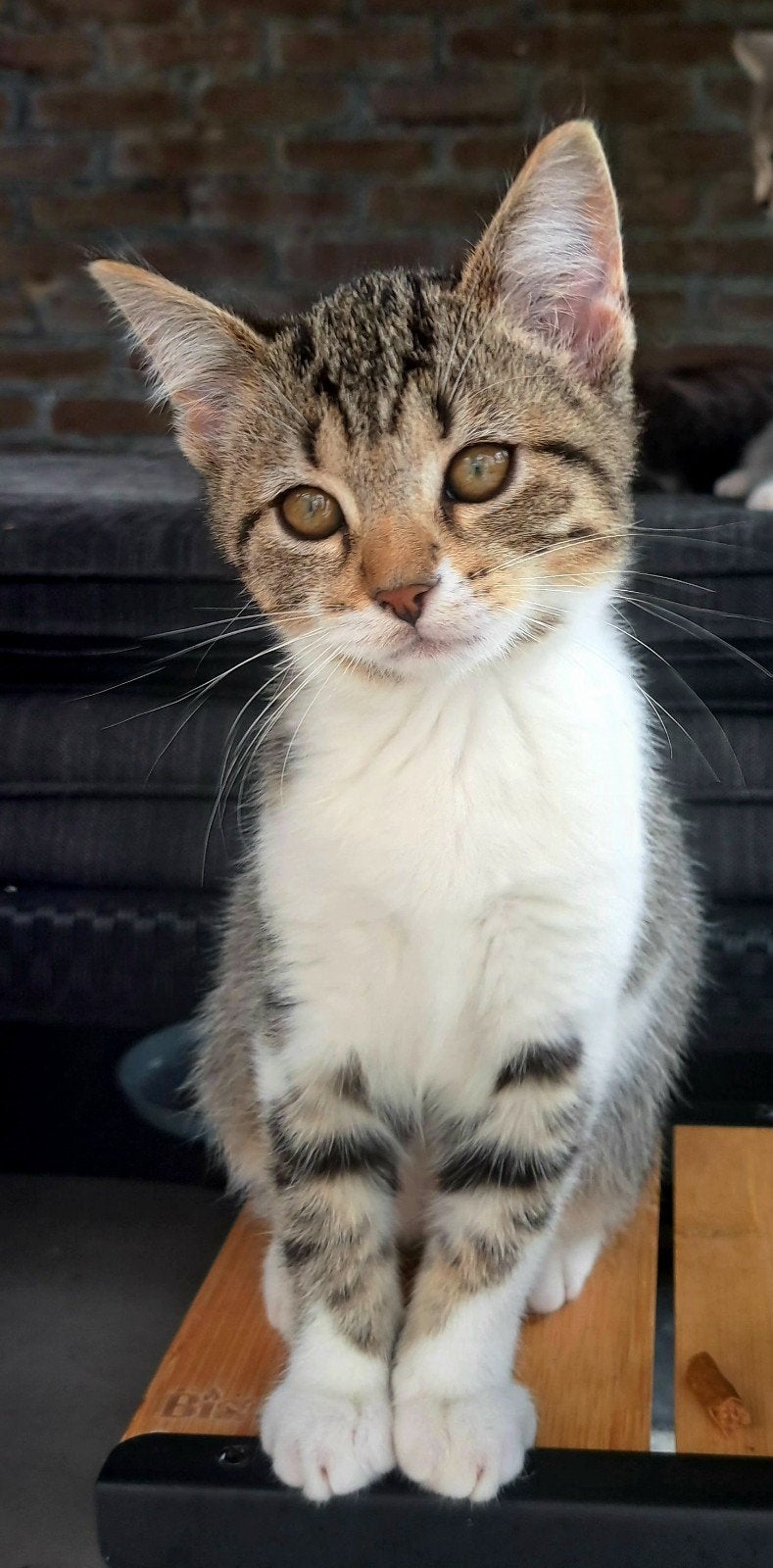 kittens te koop, Dieren en Toebehoren, Meerdere dieren, Kortharig, 0 tot 2 jaar