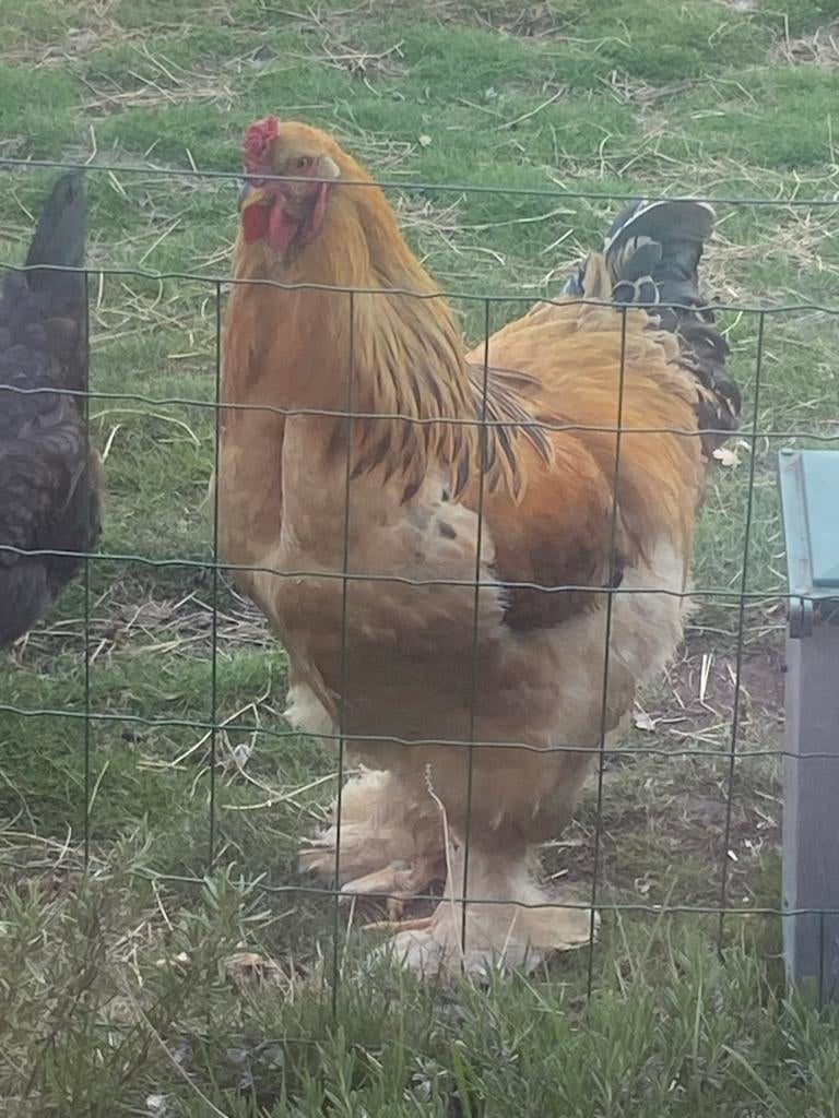 Mooie lieve brahma haan, Dieren en Toebehoren, Pluimvee, Mannelijk, Kip