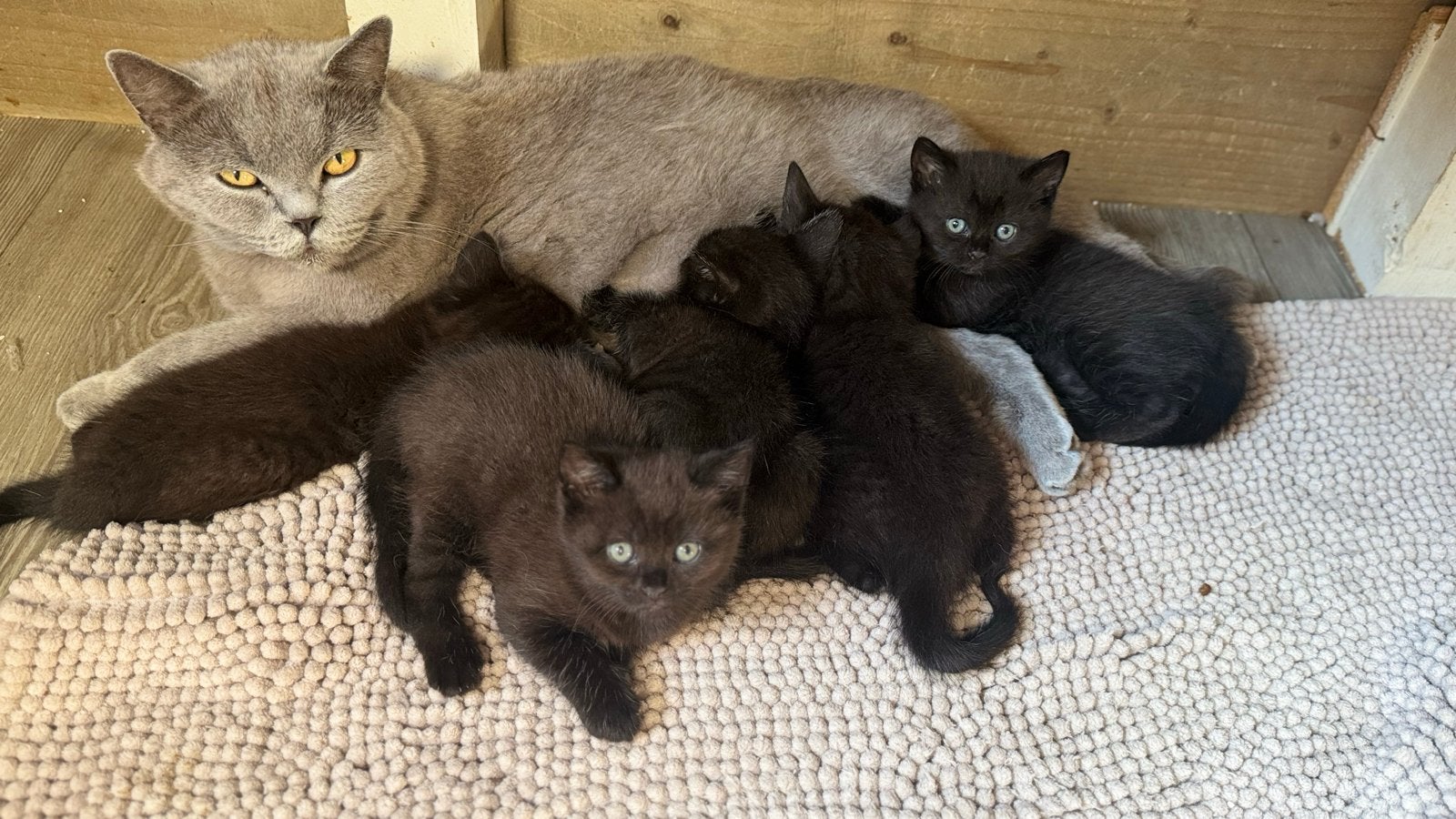 Raszuivere dark chocolate britsekorthaar kittens, Dieren en Toebehoren, Poes, Ingeënt