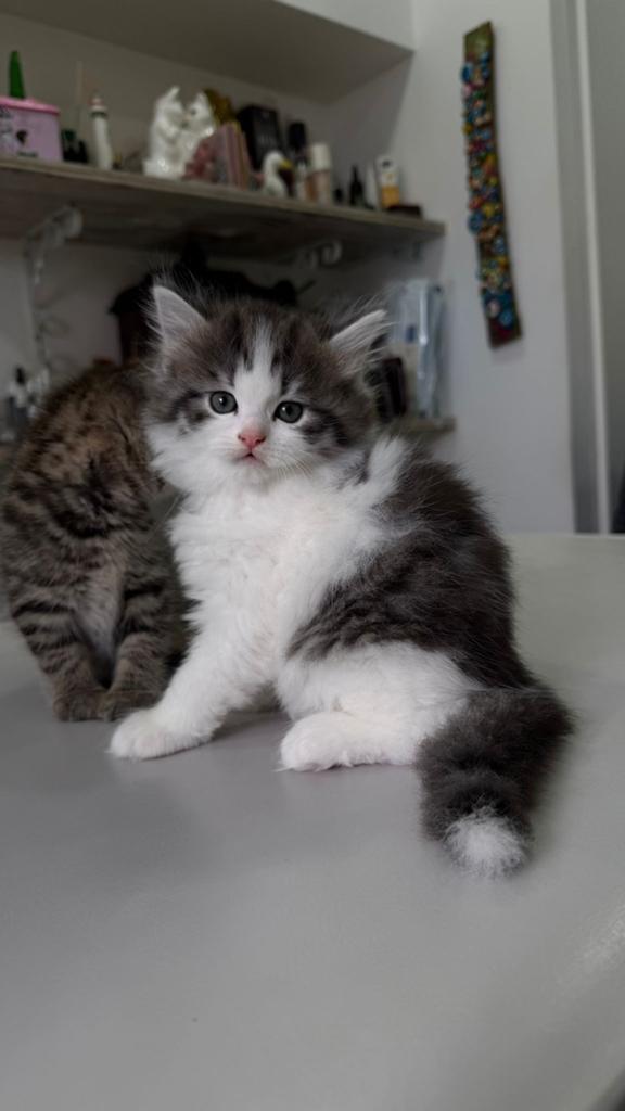 Ragdol kittens!, Dieren en Toebehoren
