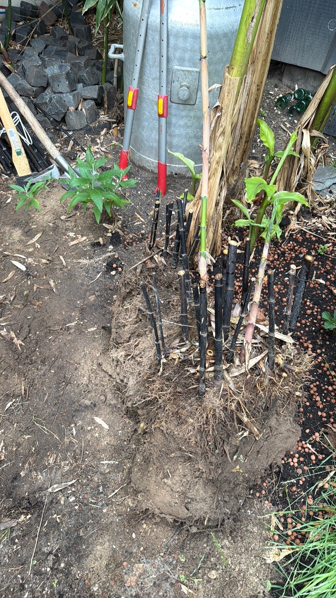 Zwarte bamboo., Tuin en Terras, Planten | Tuinplanten, Ophalen, Overige soorten, Volle zon