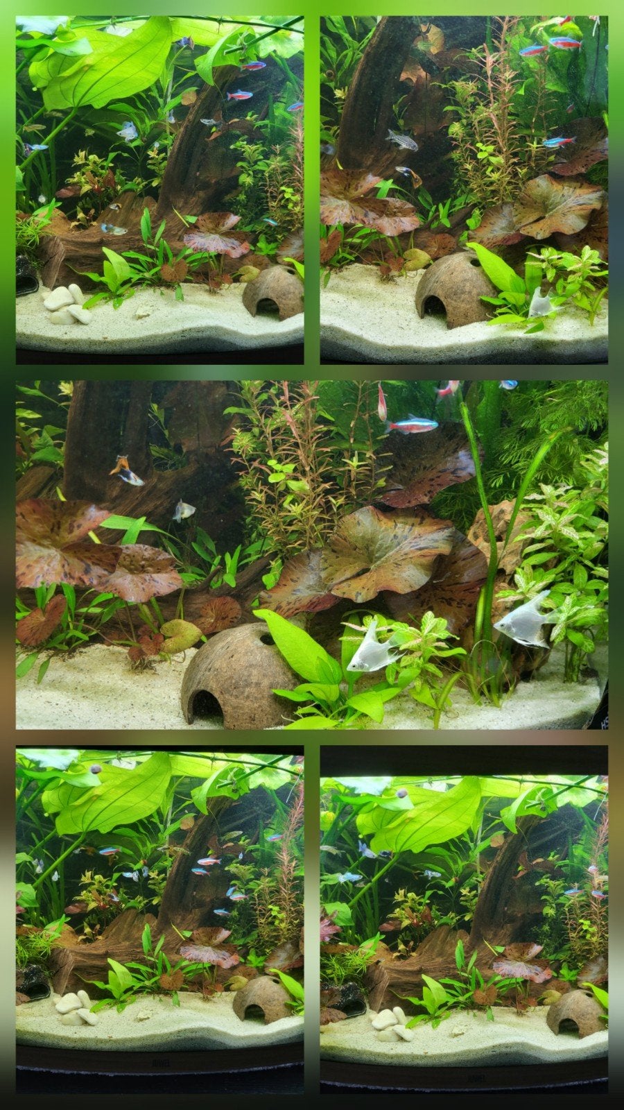 aquarium bak gezocht, Ophalen