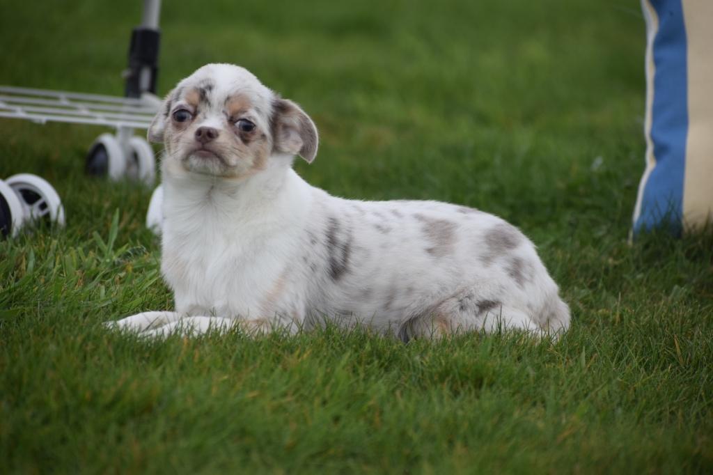 Chihuahua puber pup, 15 weken tot 1 jaar, Reu, Buitenland, Parvo