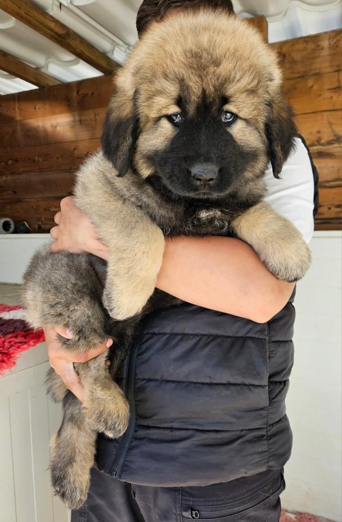 Kaukasische Owcharka / herder mogen verhuizen!!, Parvo, Nederland, Overige rassen, 8 tot 15 weken