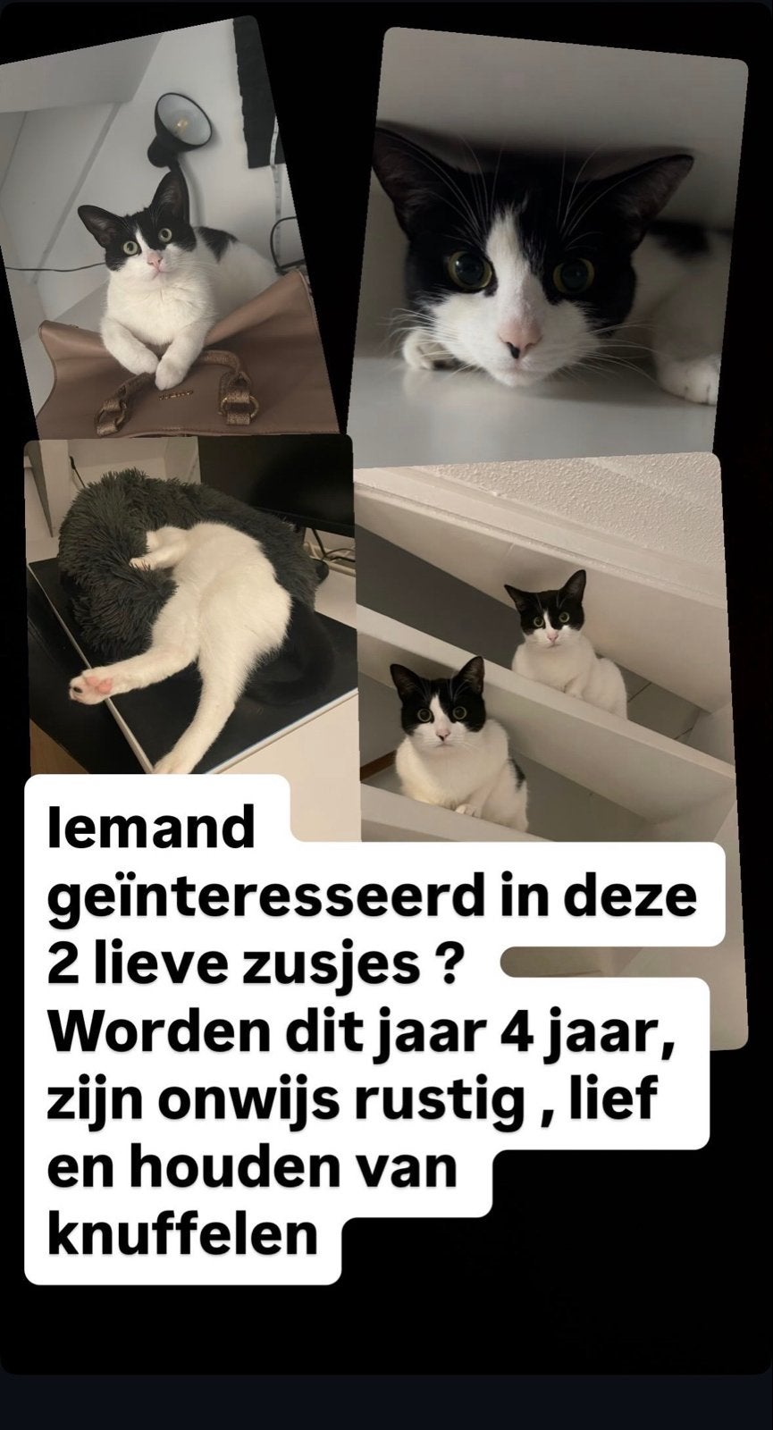 2 lieve poesjes, zie omschrijving, Dieren en Toebehoren, Poes