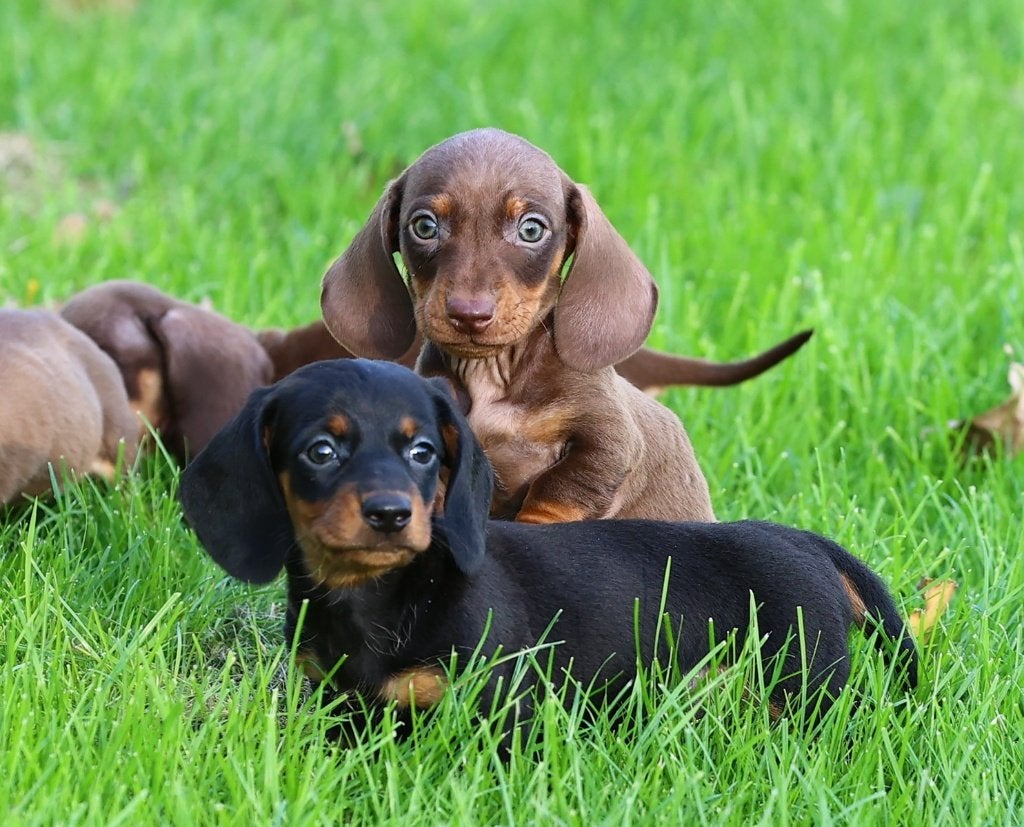 🟢EXCLUSIEF:Choco&Tan Teckel Pups met Smaragdgroene Ogen!🟢, 8 tot 15 weken, Korthaar, Dwerg, Meerdere