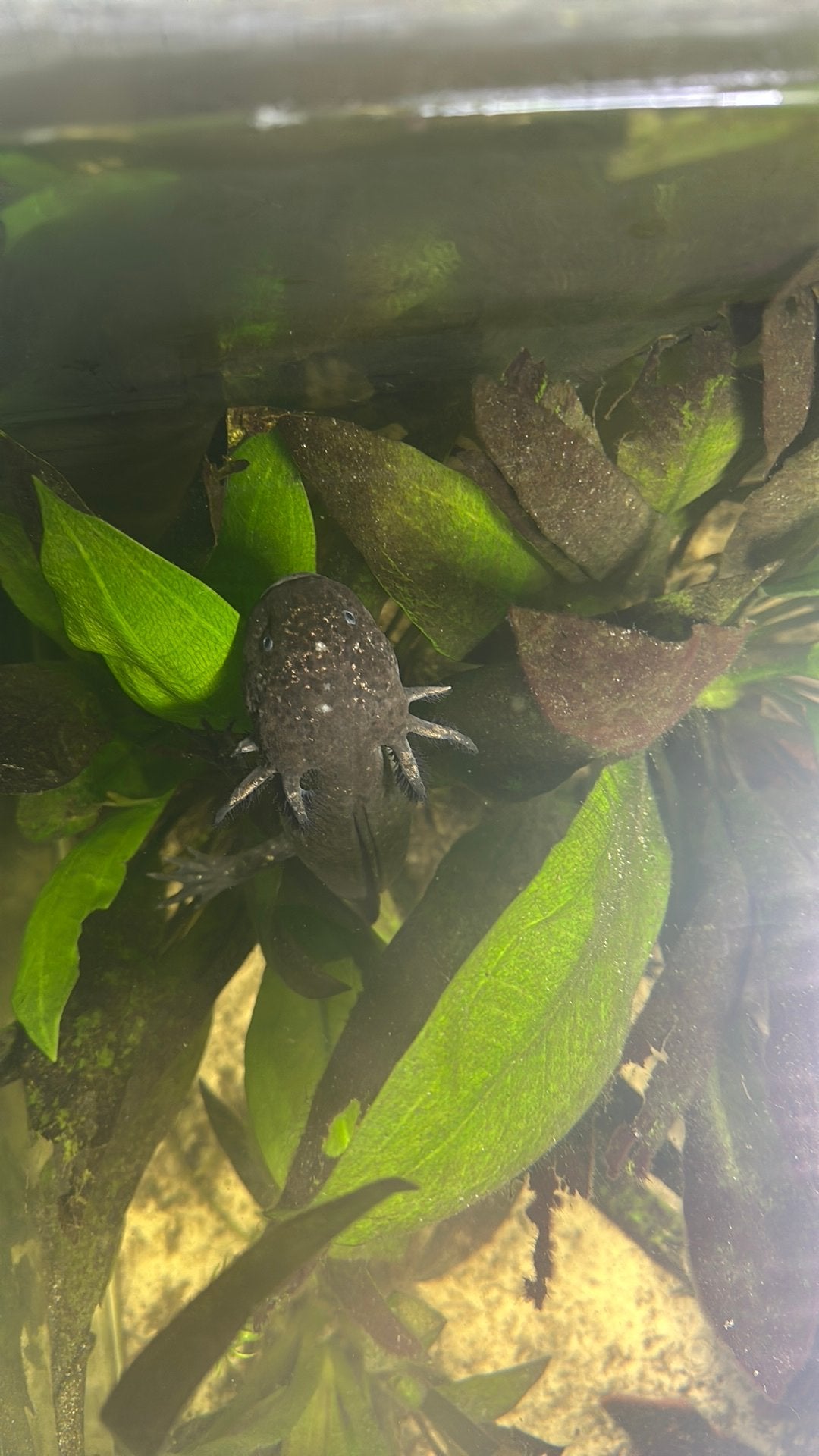 Axolotl