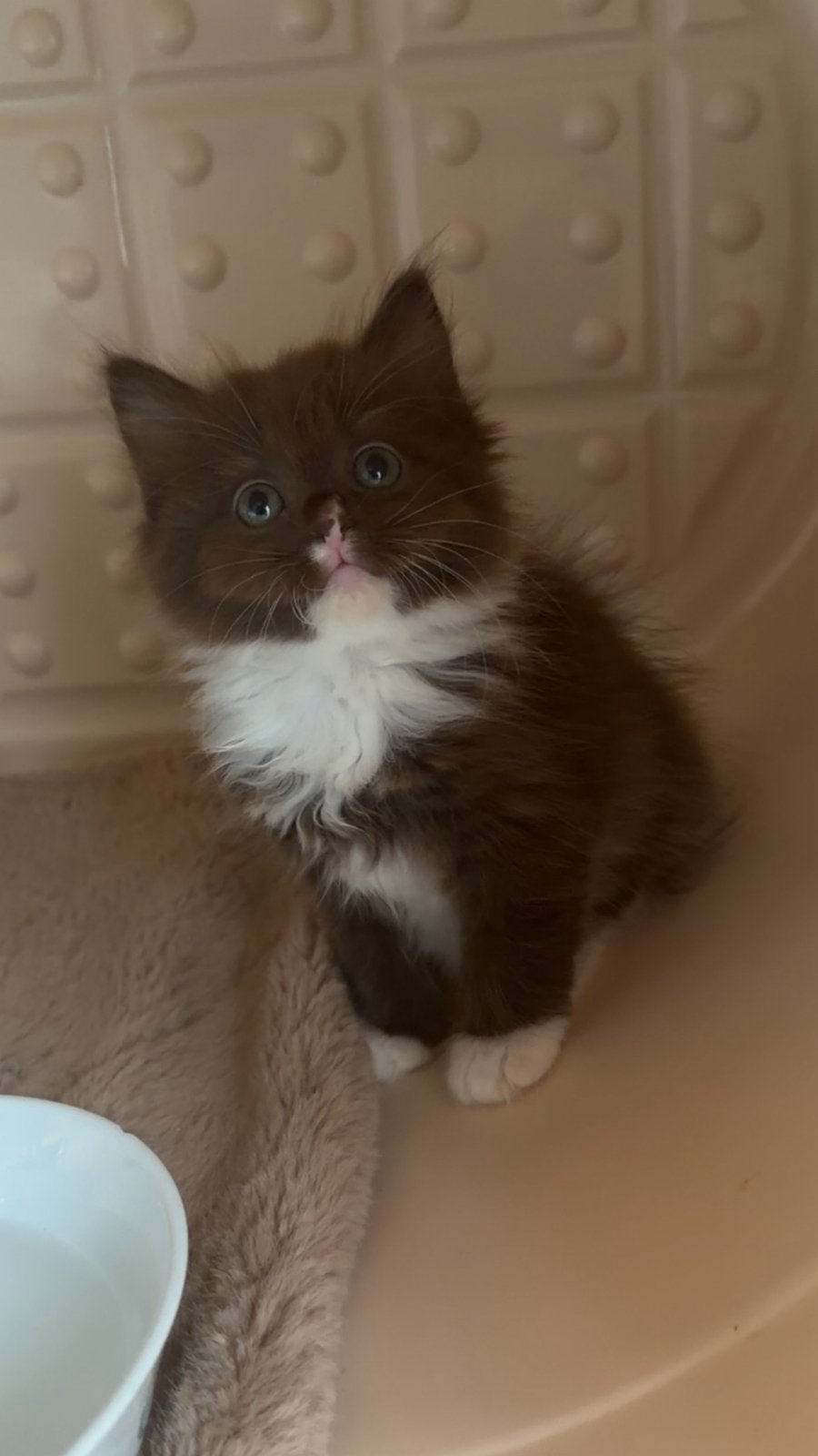 Ragdoll kittens, Meerdere dieren, Ontwormd