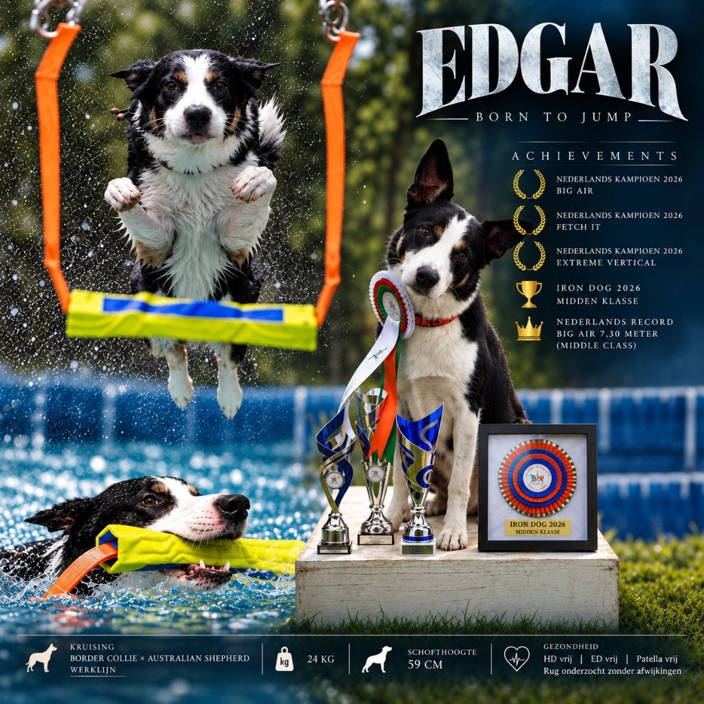 Sportieve reu zoekt passende teef, Reu, 1 tot 2 jaar, Eén hond, CDV (hondenziekte)