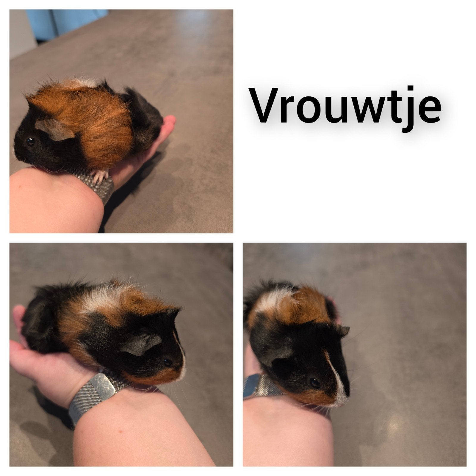 5 jonge cavias aangeboden, Dieren en Toebehoren, Cavia, Juli, Meerdere dieren, Tam