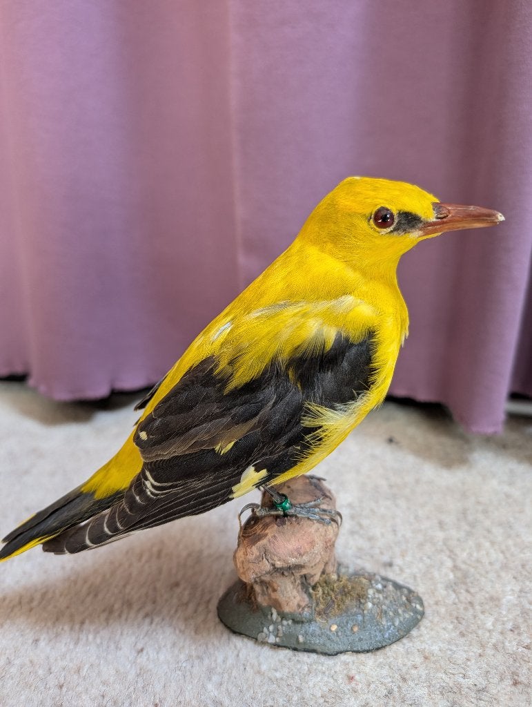 Opgezette wielewaal, Ophalen of Verzenden, Zo goed als nieuw, Vogel, Opgezet dier