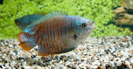 Hobbyaquarium Trichogaster Lalius neon, Vis, Zoetwatervis, Schoolvis
