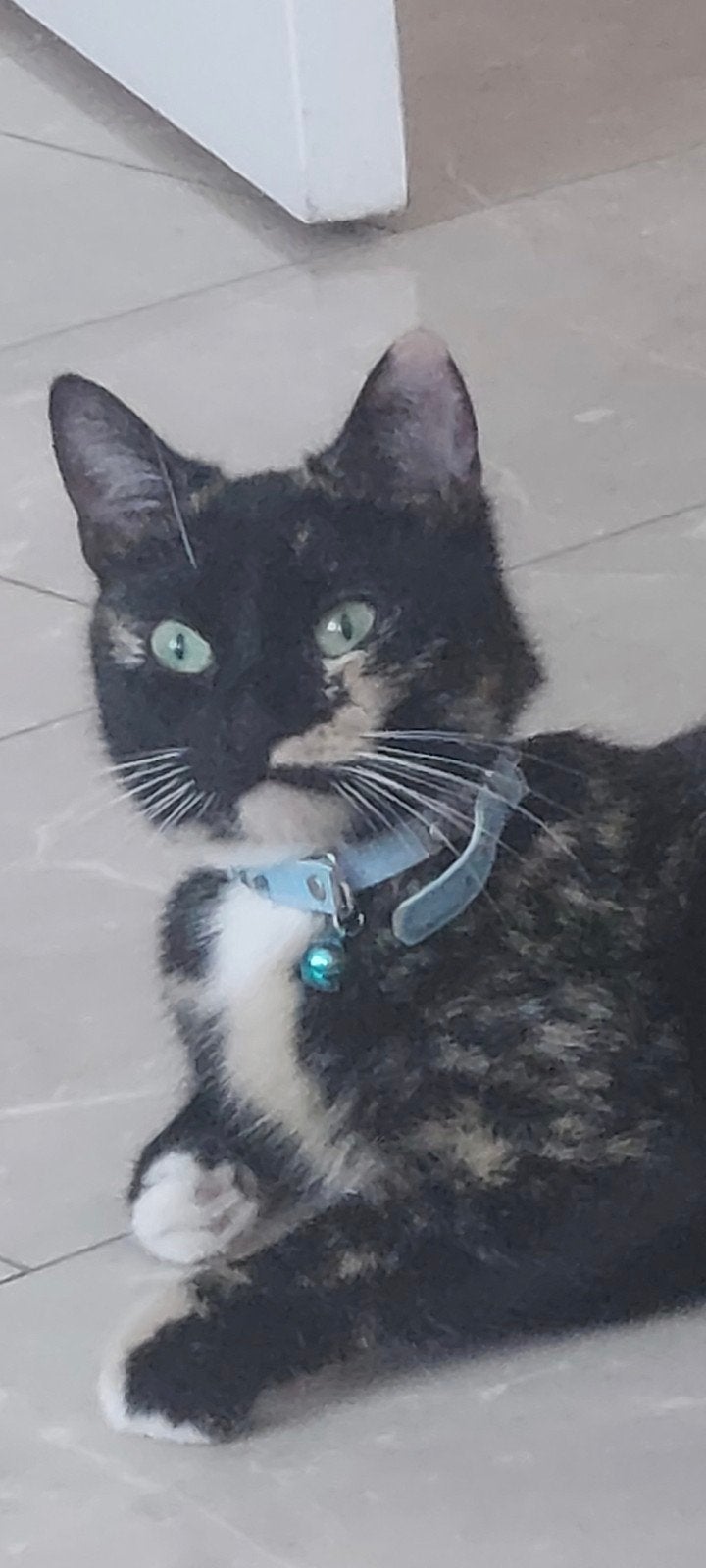 Gratis poes, Dieren en Toebehoren, Katten en Kittens | Overige Katten, Poes, Kortharig, 0 tot 2 jaar